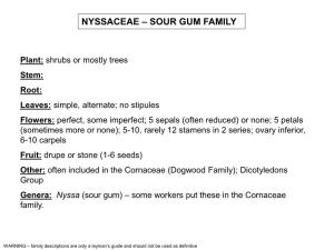 Nyssaceae – Sour Gum Family