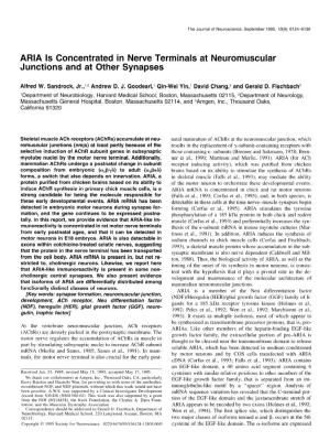 ARIA Is Concentrated in Nerve Terminals at Neuromuscular Junctions and at Other Synapses