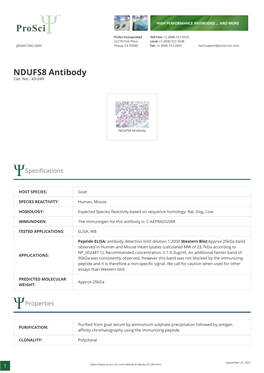 NDUFS8 Antibody Cat