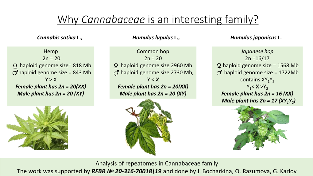 Why Cannabaceae Is an Interesting Family?