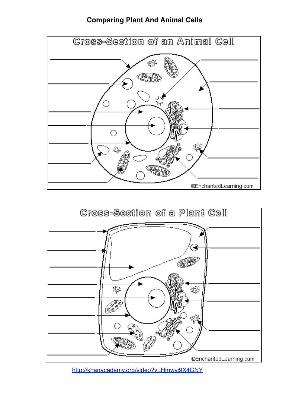 Plant:Animal Cell Comparison