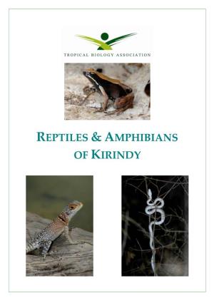 Reptiles & Amphibians of Kirindy