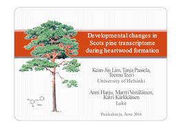 Developmental Changes in Scots Pine Transcriptome During Heartwood Formation