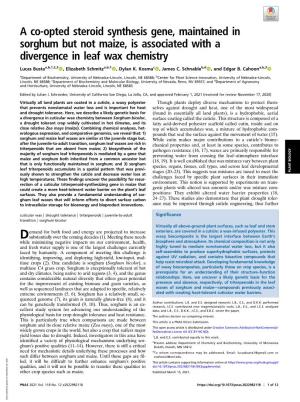 A Co-Opted Steroid Synthesis Gene, Maintained in Sorghum but Not Maize, Is Associated with a Divergence in Leaf Wax Chemistry