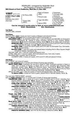 YEARLING, Consigned by Ashbrittle Stud the Property of Vivienne O'sullivan Will Stand at Park Paddocks, Wall Box V, Box 480