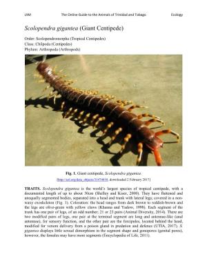 Scolopendra Gigantea (Giant Centipede)