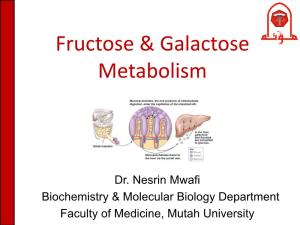 Fructose & Galactose Metabolism