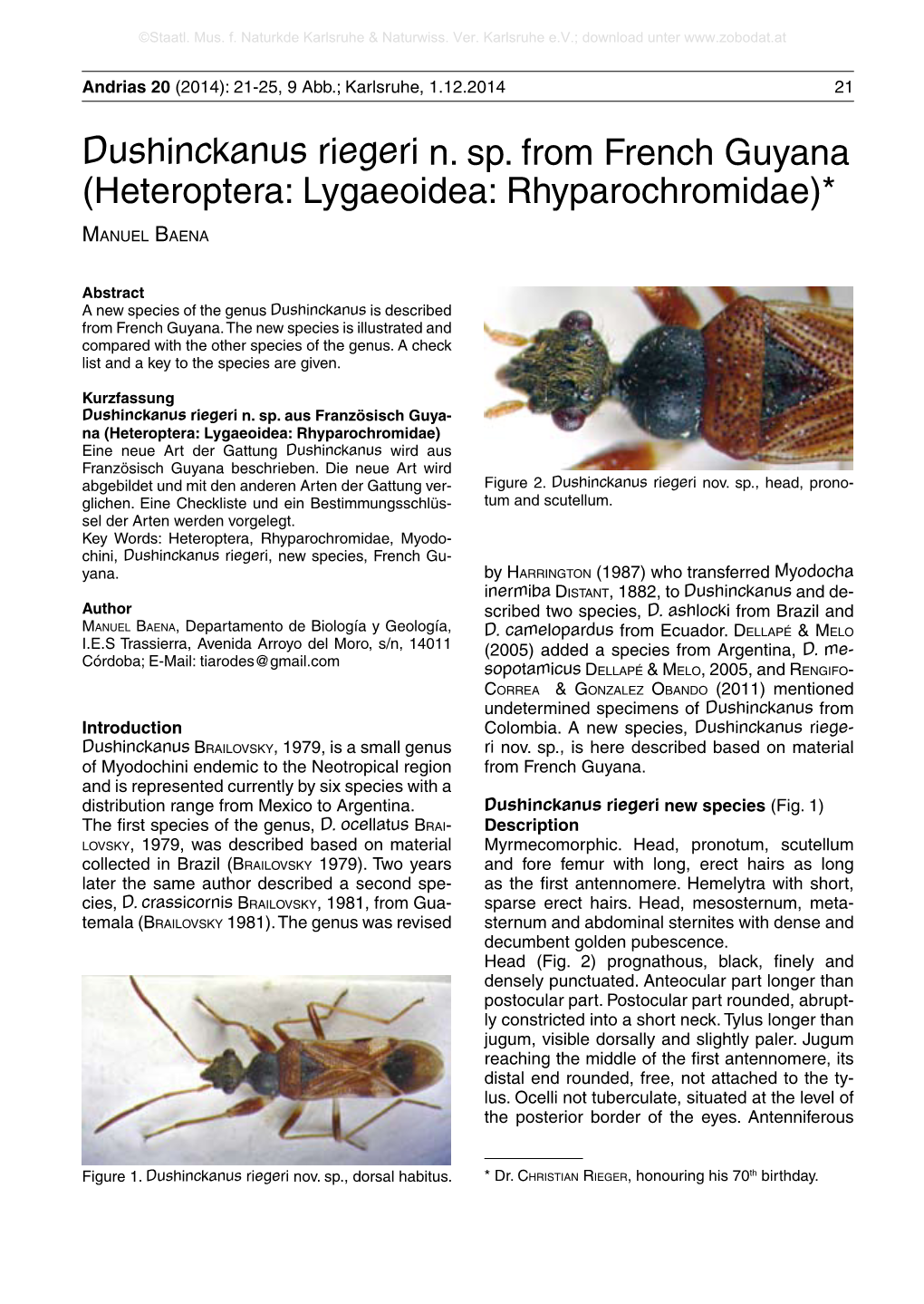 Dushinckanus Riegeri N. Sp. from French Guyana (Heteroptera: Lygaeoidea: Rhyparochromidae)*
