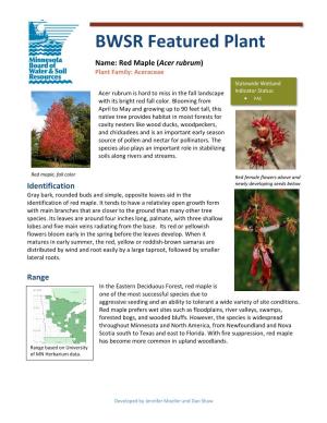 Red Maple (Acer Rubrum) Plant Family: Aceraceae