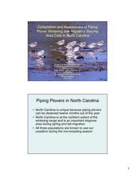 Piping Plovers in North Carolina