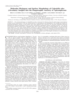 Molecular Phylogeny and Surface Morphology of Colpodella Edax (Alveolata): Insights Into the Phagotrophic Ancestry of Apicomplexans