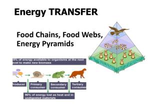 Food Chains, Food Webs, Energy Pyramids •Energy for Life Begins with the SUN Green Plants Make Glucose Molecules Using Sunlight During the Process of Photosynthesis