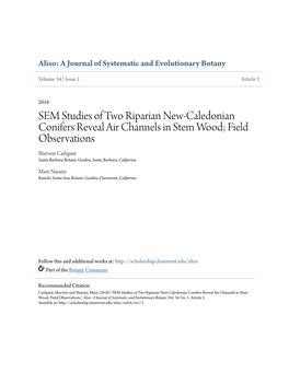 SEM Studies of Two Riparian New-Caledonian Conifers Reveal