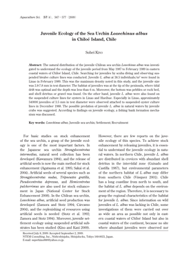 Juvenile Ecology of the Sea Urchin Loxechinus Albusin Chiloé Island