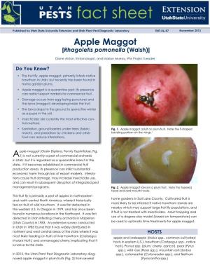 Apple Maggot [Rhagoletis Pomonella (Walsh)]
