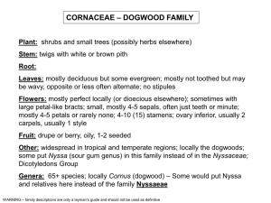 Cornaceae – Dogwood Family