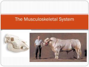 The Musculoskeletal System Building Bodies  Cells: Made of Molecules Such As Lipids (Fats), Glucose (Sugar), Glycogen (Startch) Proteins Etc