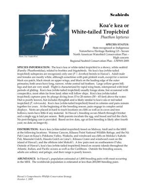 Koa'e Kea Or White-Tailed Tropicbird