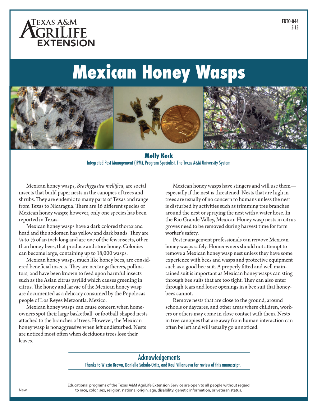 Mexican Honey Wasps