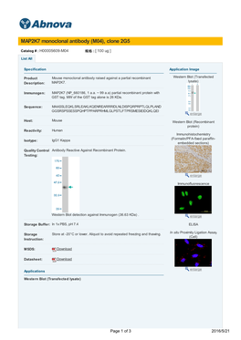 MAP2K7 Monoclonal Antibody (M04), Clone 2G5