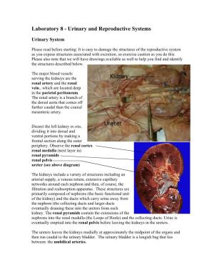 Laboratory 8 - Urinary and Reproductive Systems