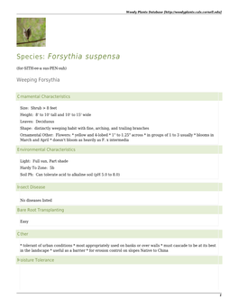 Species: Forsythia Suspensa