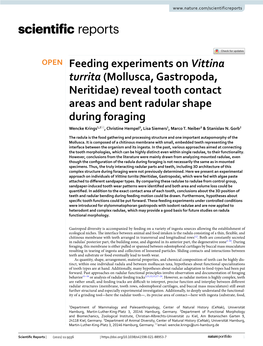 Feeding Experiments on Vittina Turrita (Mollusca, Gastropoda, Neritidae) Reveal Tooth Contact Areas and Bent Radular Shape Durin