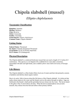 Chipola Slabshell (Mussel)