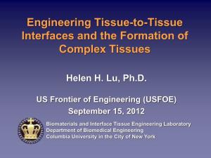 Engineering Tissue-To-Tissue Interfaces and the Formation of Complex Tissues
