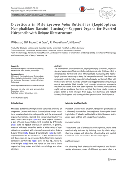 Diverticula in Male Lycorea Halia Butterflies (Lepidoptera: Nymphalidae: Danaini: Itunina)—Support Organs for Everted Hairpencils with Unique Ultrastructure