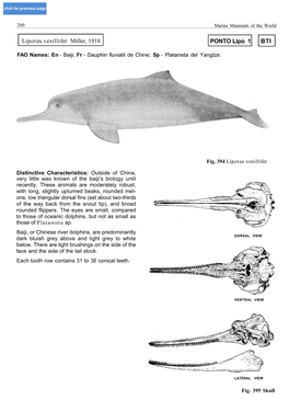 Lipotes Vexillifer Pontoporia Blainvillei