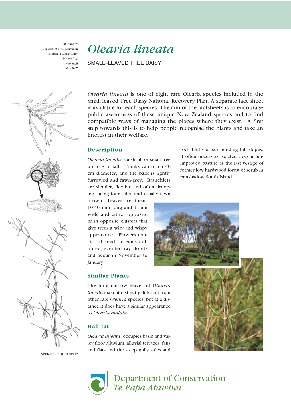 Olearia Lineata Southland Conservancy PO Box 743 Invercargill SMALL–LEAVED TREE DAISY May 2007