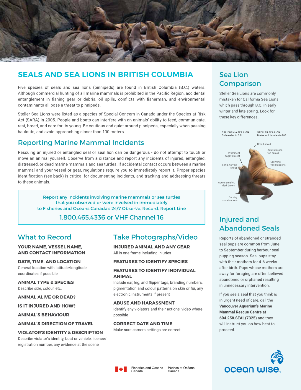 SEALS and SEA LIONS in BRITISH COLUMBIA Sea Lion Comparison Five Species of Seals and Sea Lions (Pinnipeds) Are Found in British Columbia (B.C.) Waters