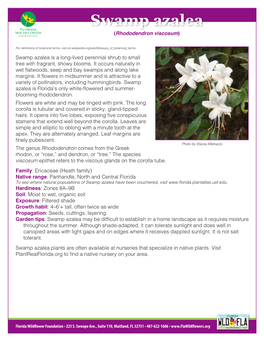 Swamp Azalea (Rhododendron Viscosum)