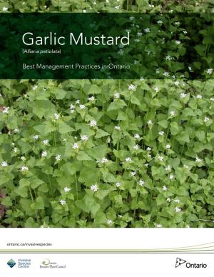 Garlic Mustard (Alliaria Petiolata)