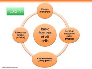Basic Features of All Cells
