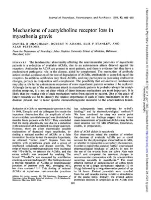 Mechanisms of Acetylcholine Receptor Loss in Myasthenia Gravis