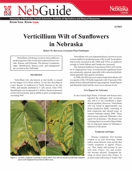 Verticillium Wilt of Sunflowers in Nebraska Robert M