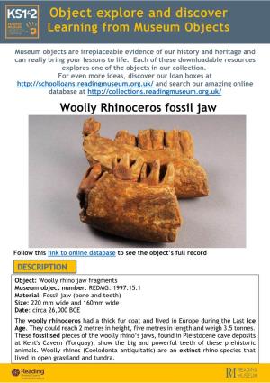 Woolly Rhinoceros Fossil Jaw