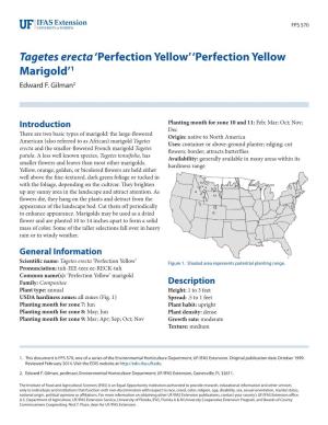 Tagetes Erecta'perfection Yellow' 'Perfection Yellow Marigold'1
