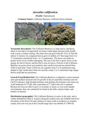Aesculus Californica (Family: Sapindaceae) Common Names: California Buckeye, California Horse-Chestnut