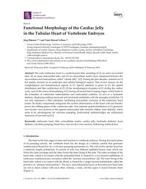 Functional Morphology of the Cardiac Jelly in the Tubular Heart of Vertebrate Embryos