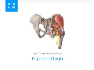 Anatomy Flashcards: Hip and Thigh