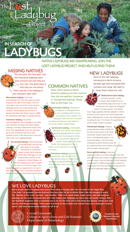 Ladybugs Native Ladybugs Are Disappearing