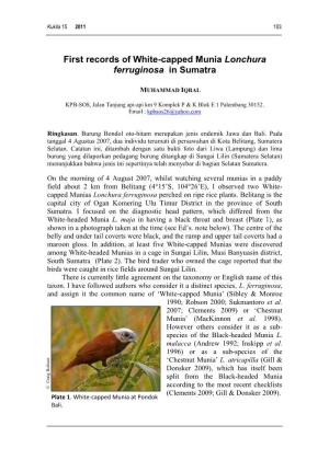 First Records of White-Capped Munia Lonchura Ferruginosa in Sumatra