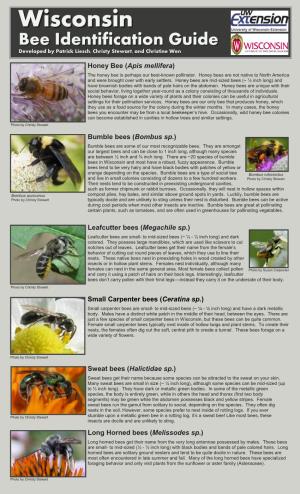 Wisconsin Bee Identification Guide