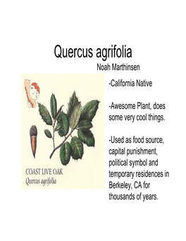 Quercus Agrifolia Noah Marthinsen -California Native