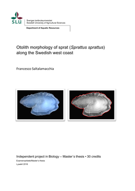 Otolith Morphology of Sprat (Sprattus Sprattus) Along the Swedish West Coast