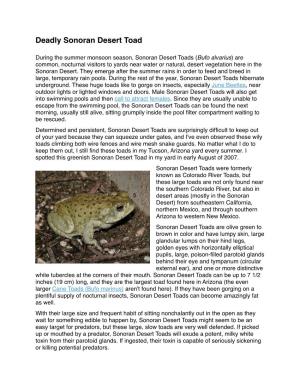 Deadly Sonoran Desert Toad