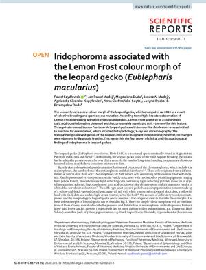 Iridophoroma Associated with the Lemon Frost Colour Morph of The